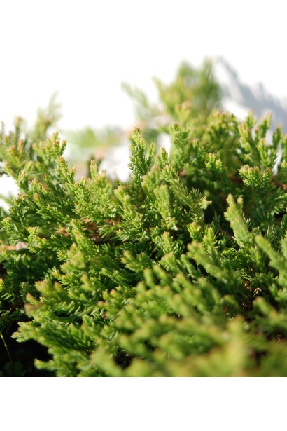 Хвоя насиченого зеленого кольору Ялівецю Принц Уельський